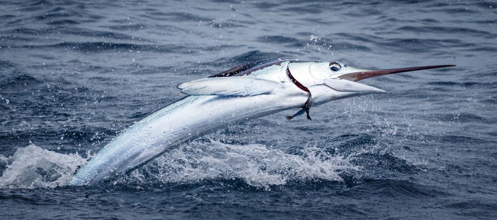 Billfish Action off Angola - a marlin