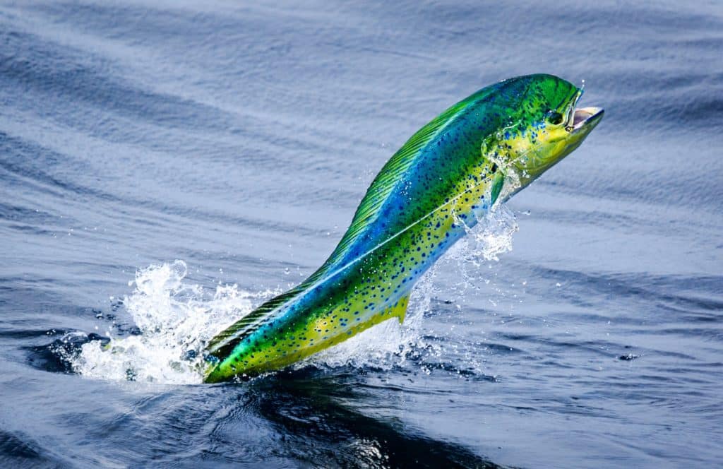 Billfish Action off Angola - a mahi