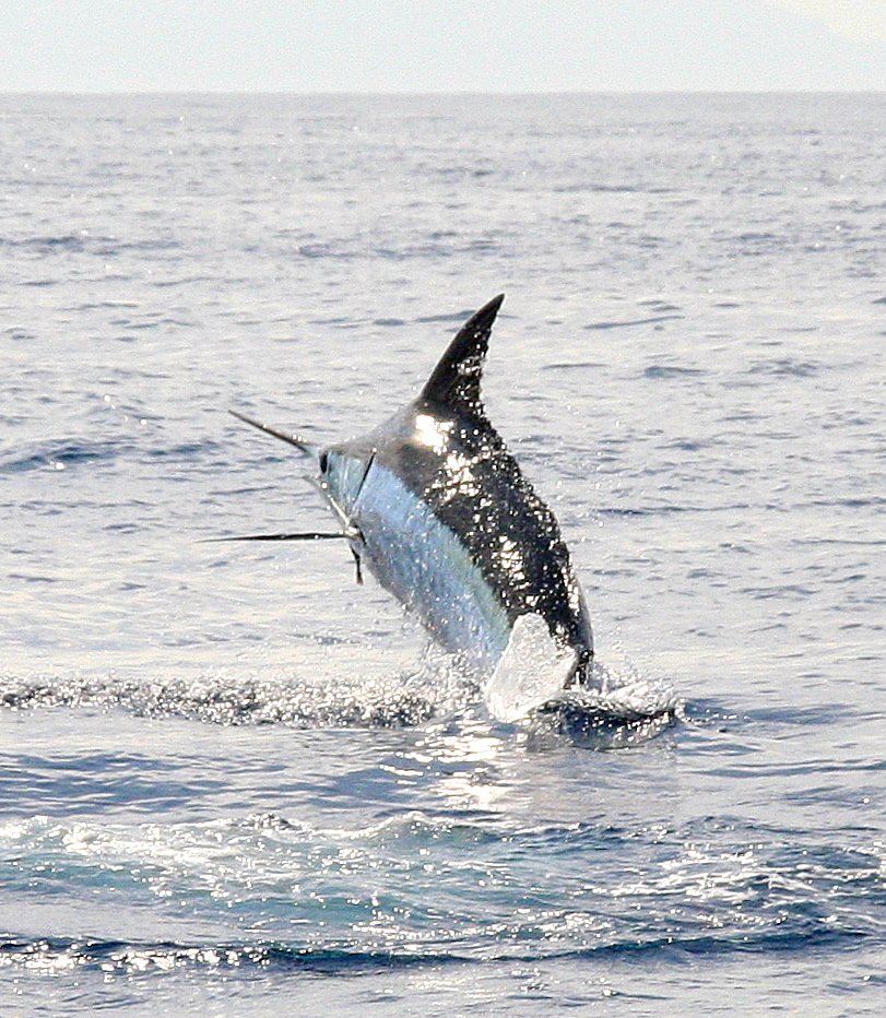 Jumping blue marlin