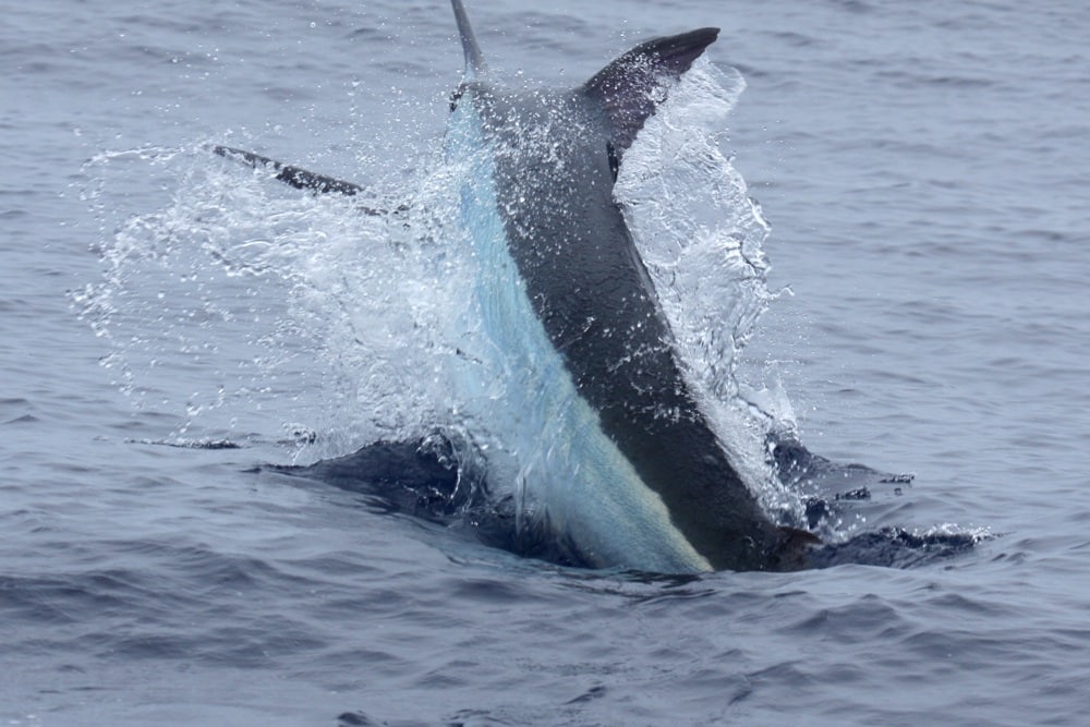 Jumping marlin deep sea fishing