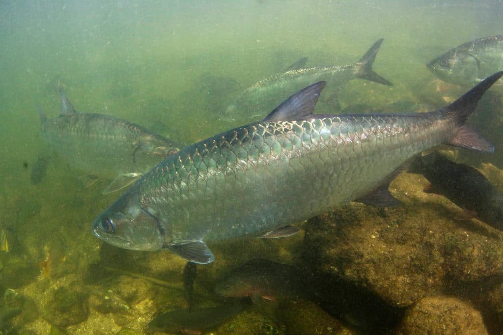 Tarpon school around jetty