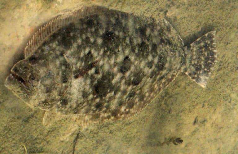 Flounder underwater