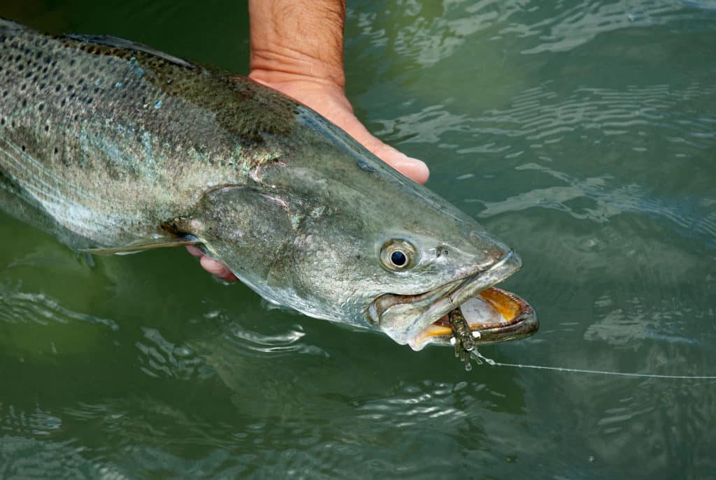 Releasing a speckled trout