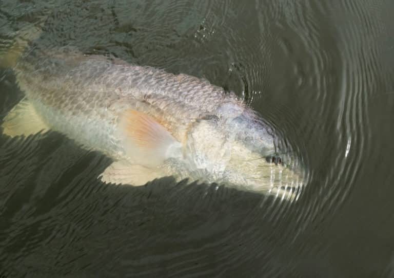 Large bull red being reeled in