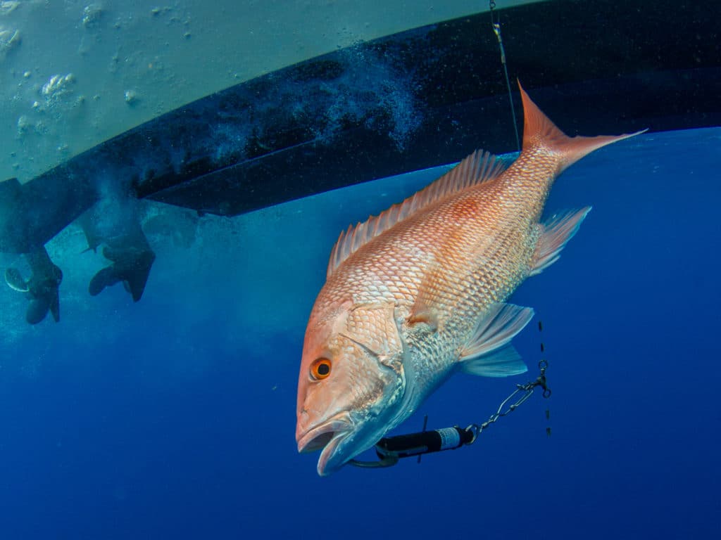 Red Snapper on Descending Device