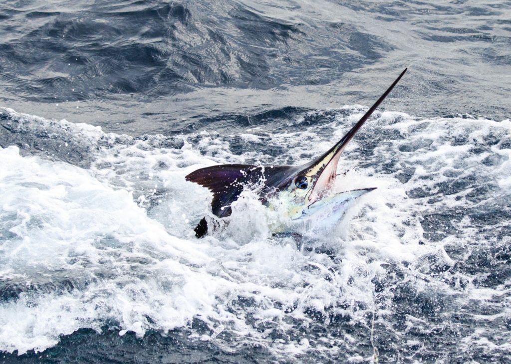 Billfish Action off Angola - a marlin