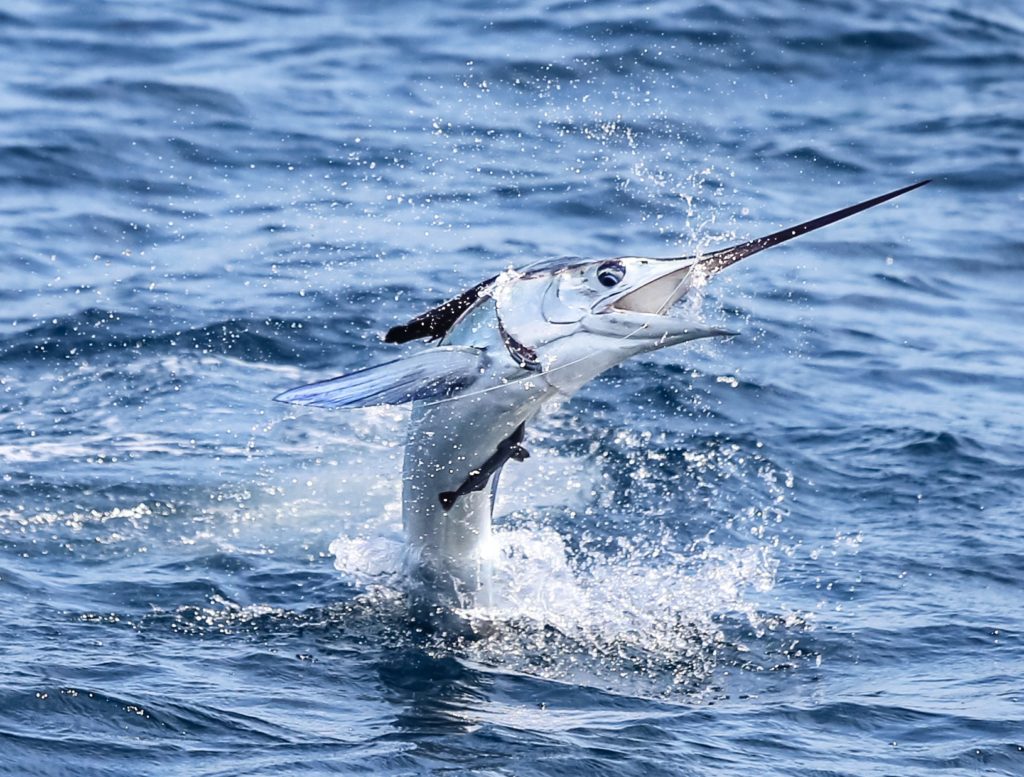 Billfish Action off Angola - a marlin