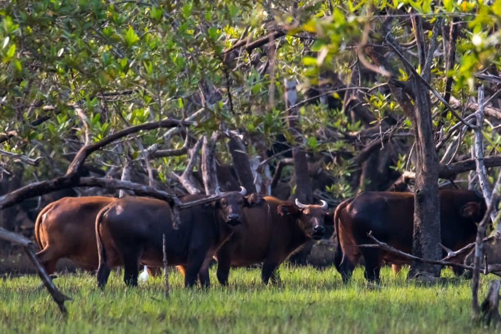 Fishing Gabon on the west African coast - herd of forest buffalo