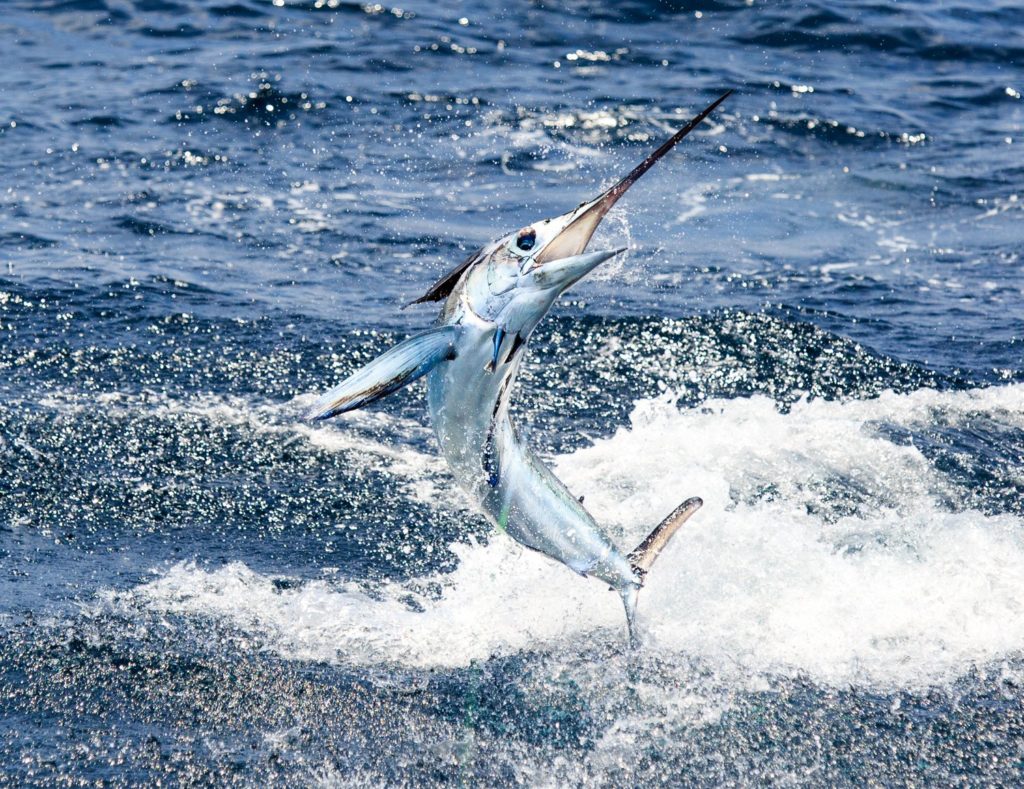 Billfish Action off Angola - a marlin