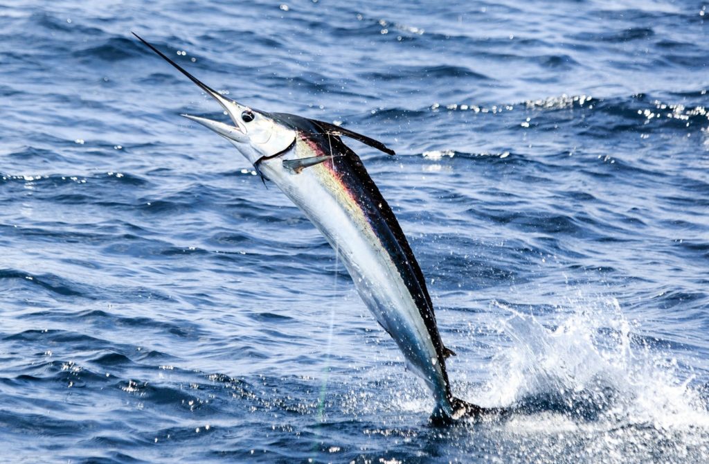 Billfish Action off Angola - a marlin