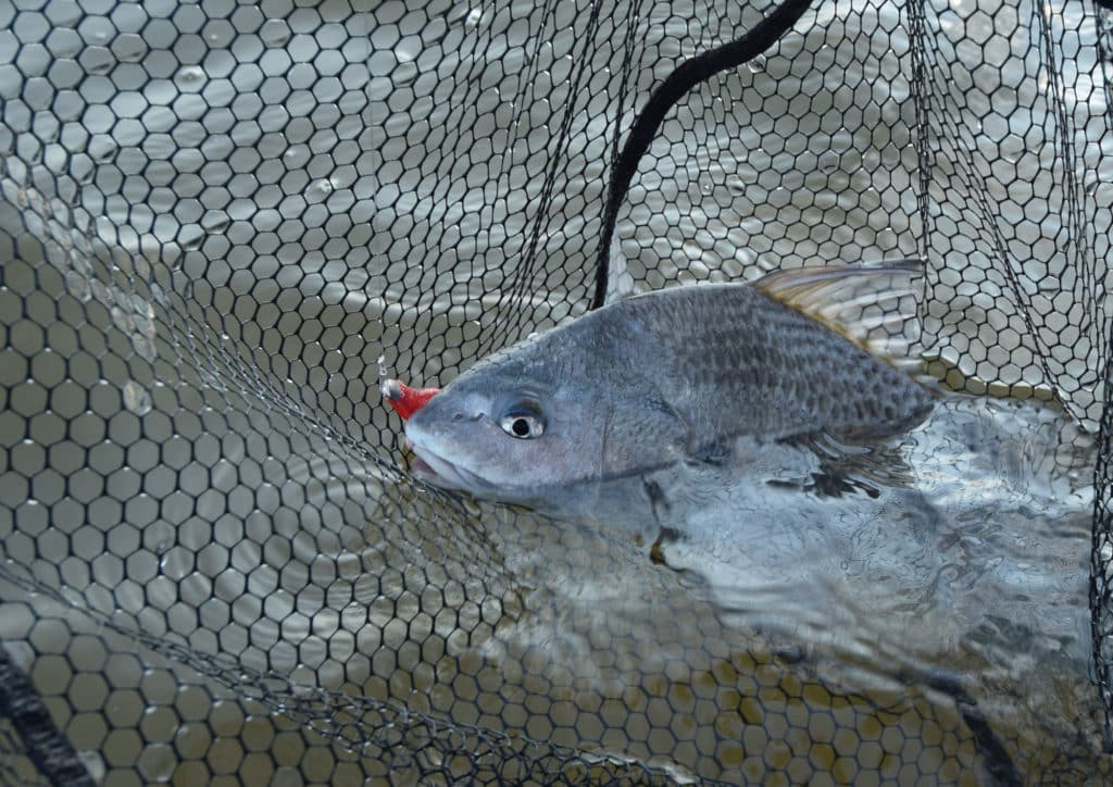 Fish caught in murky water