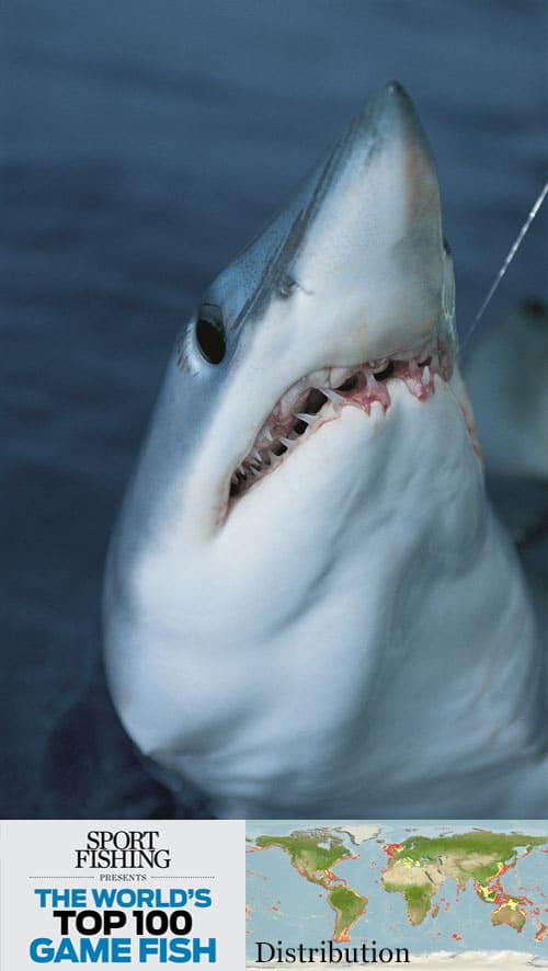 mako shark