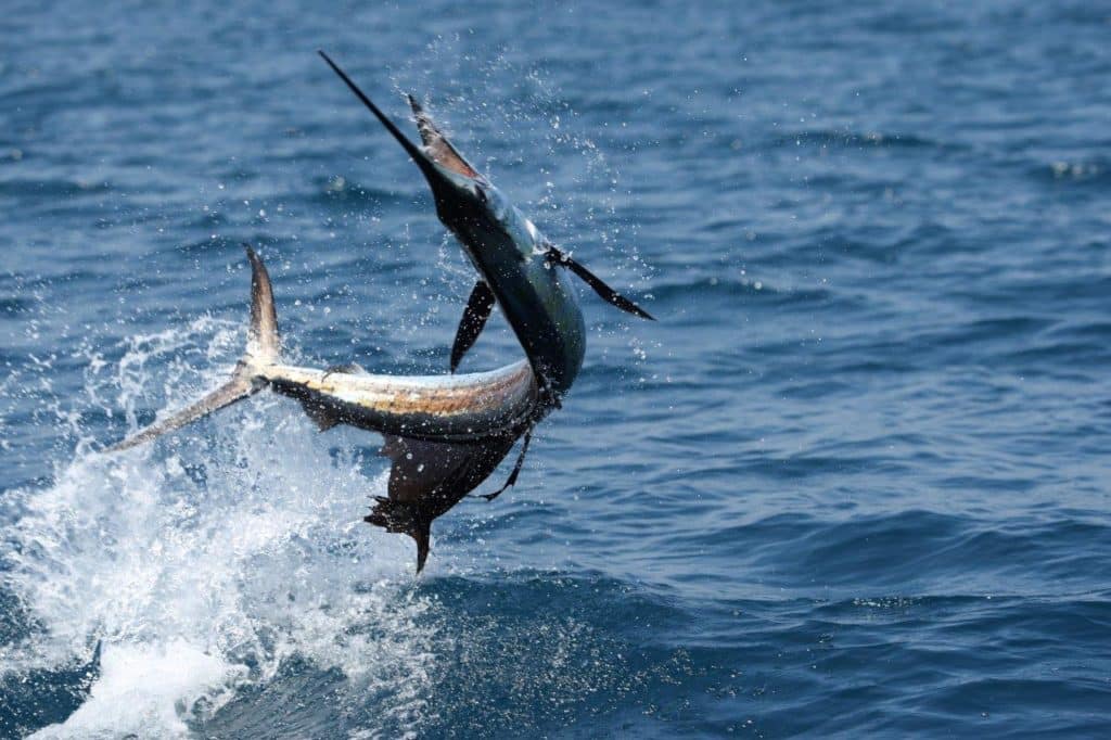 Australia marlin fishing at Port Stephens - a leaping, twisting sailfish