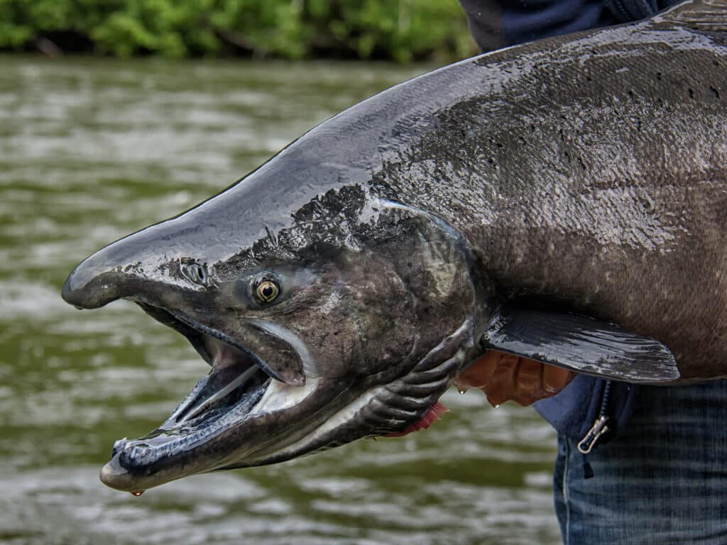 Alaska king salmon