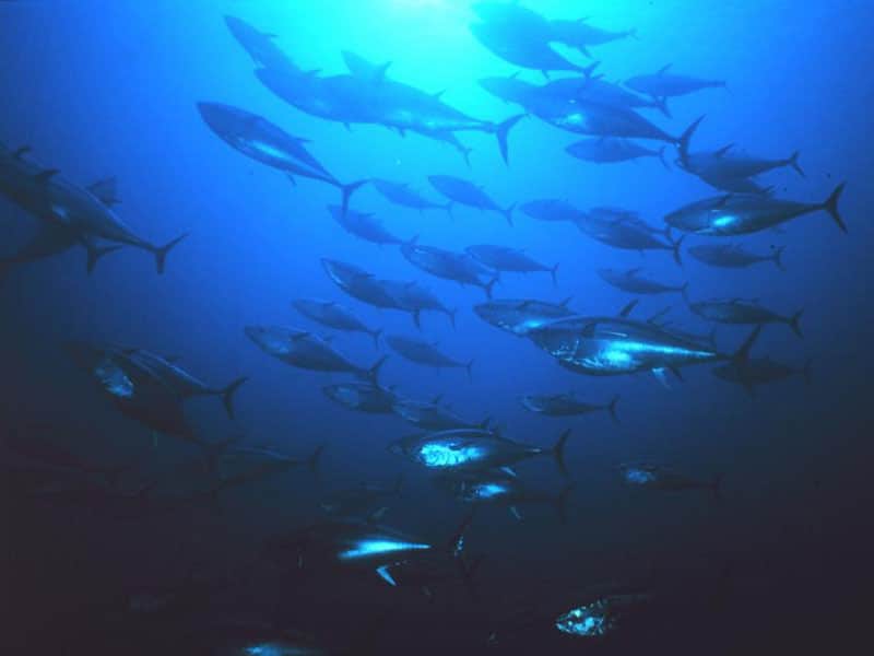 bluefin tuna