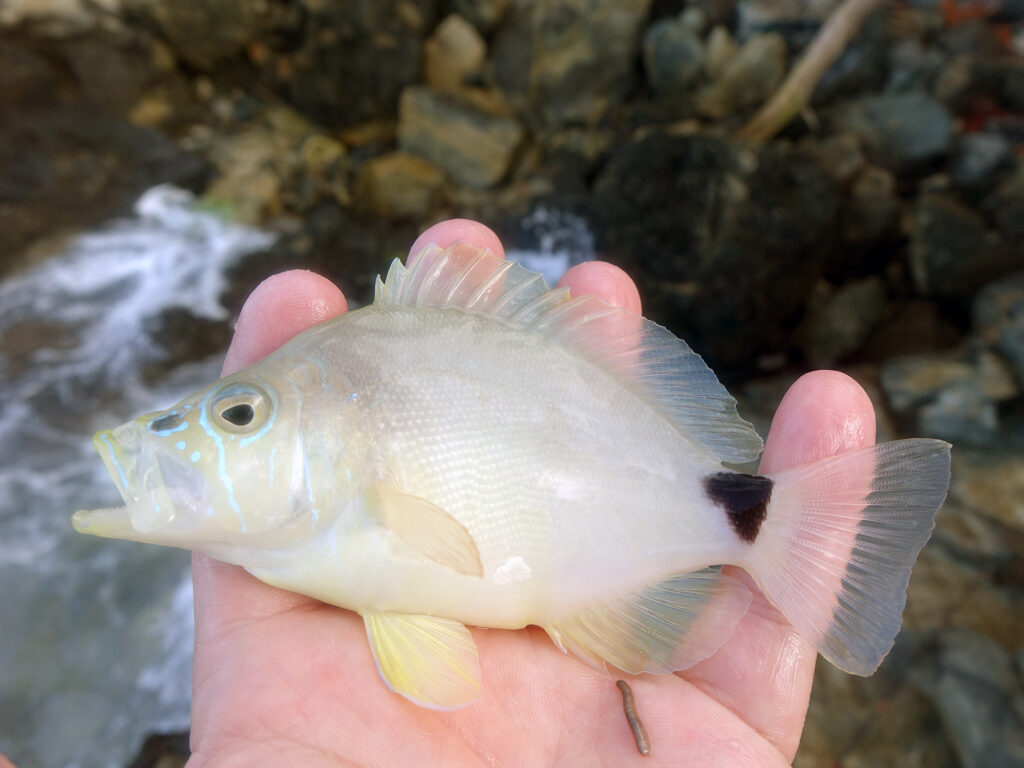 Bahamas hamlet fish