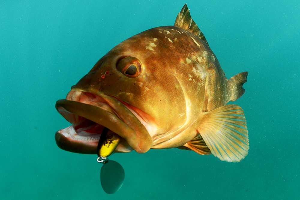 Red grouper fish caught jigging modified fishing jig with blade addition