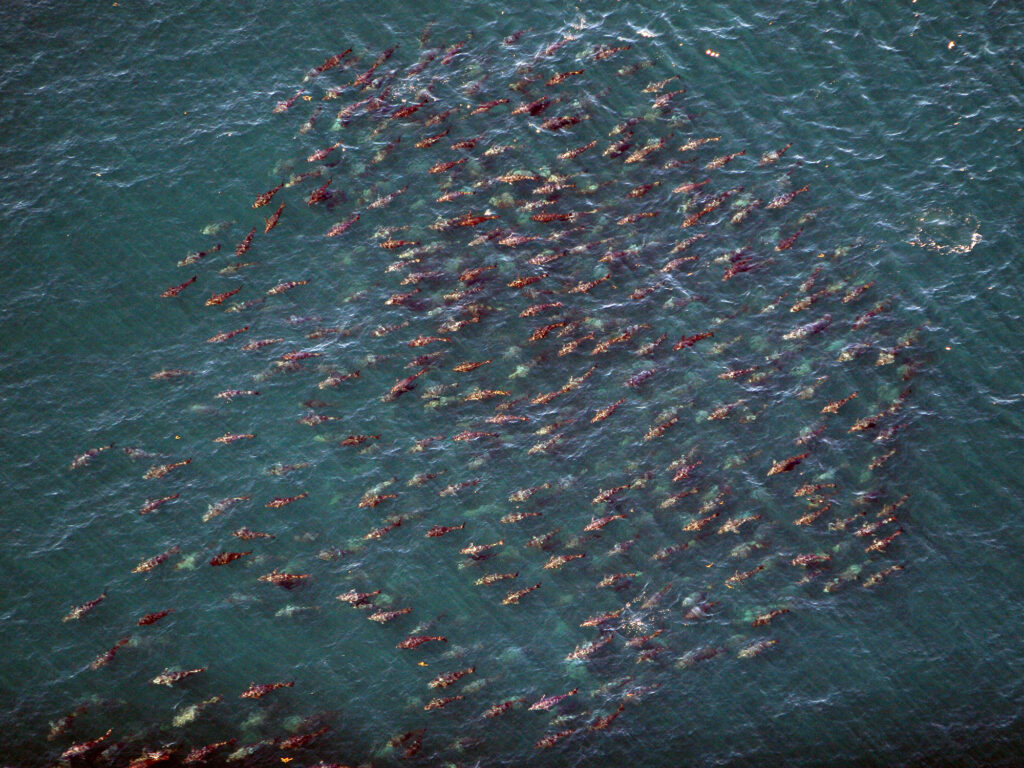 bluefin tuna school