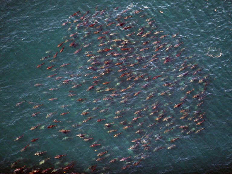 bluefin tuna school