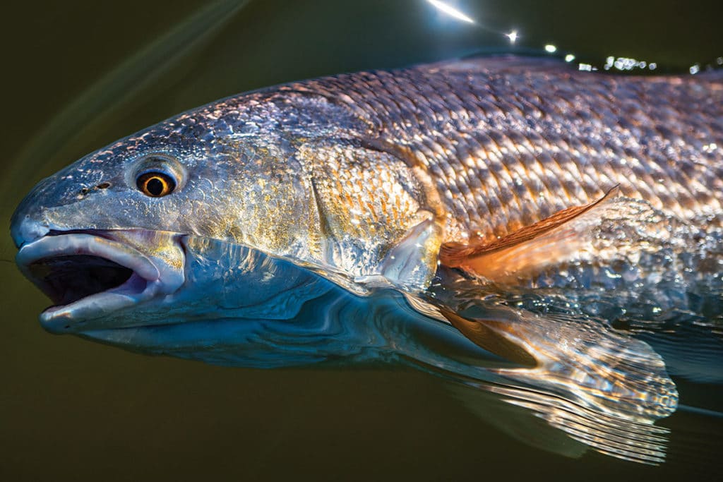 redfish at the surface