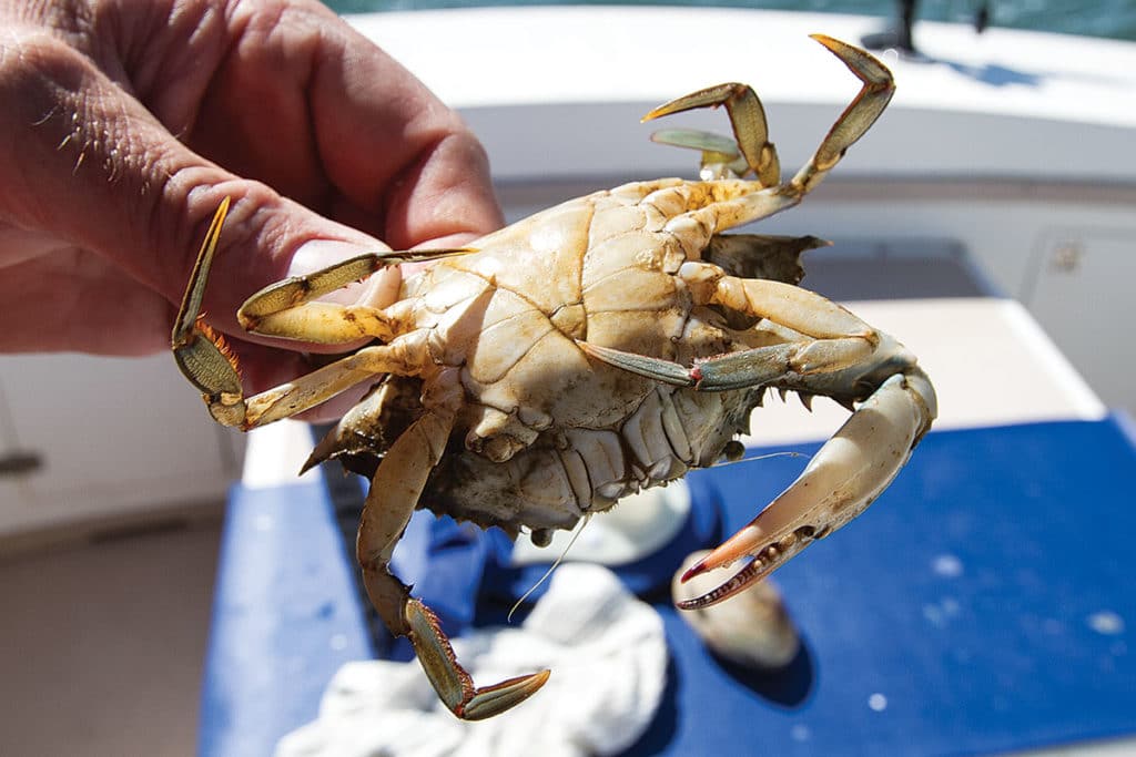 crab for redfish fishing