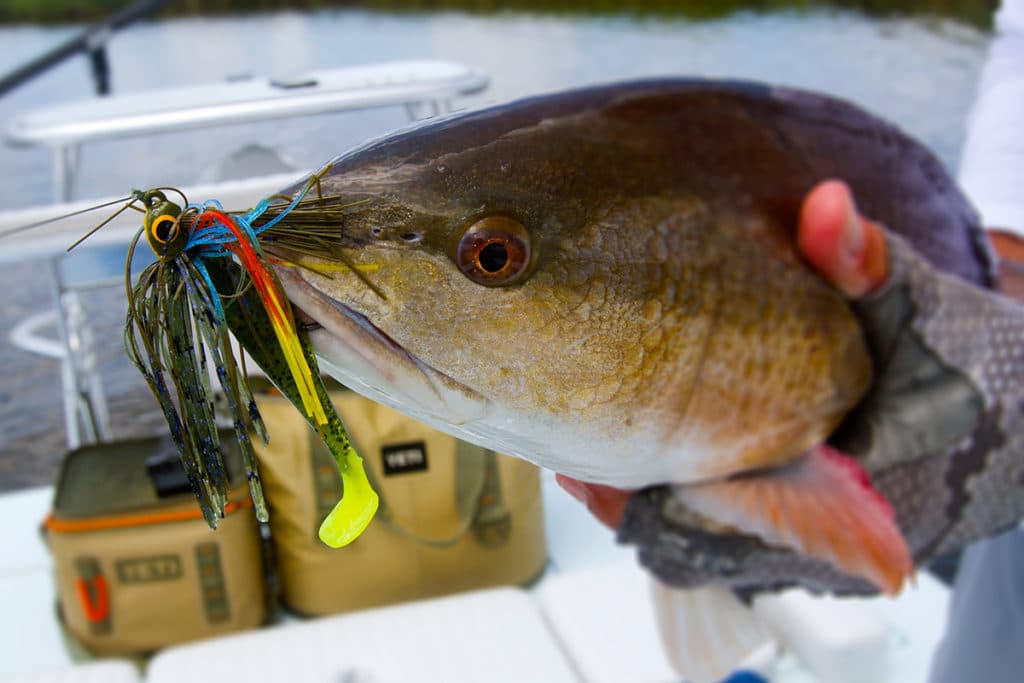 Redfish on Z-Man Swim Jig