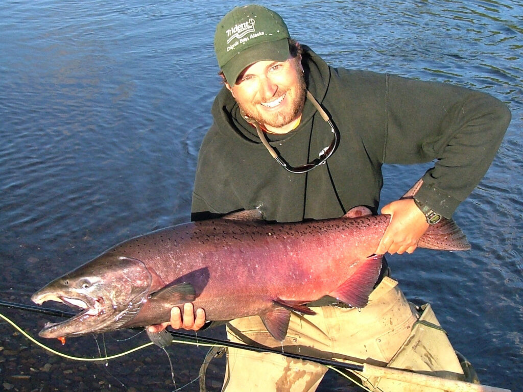 A spawning chinook salmon