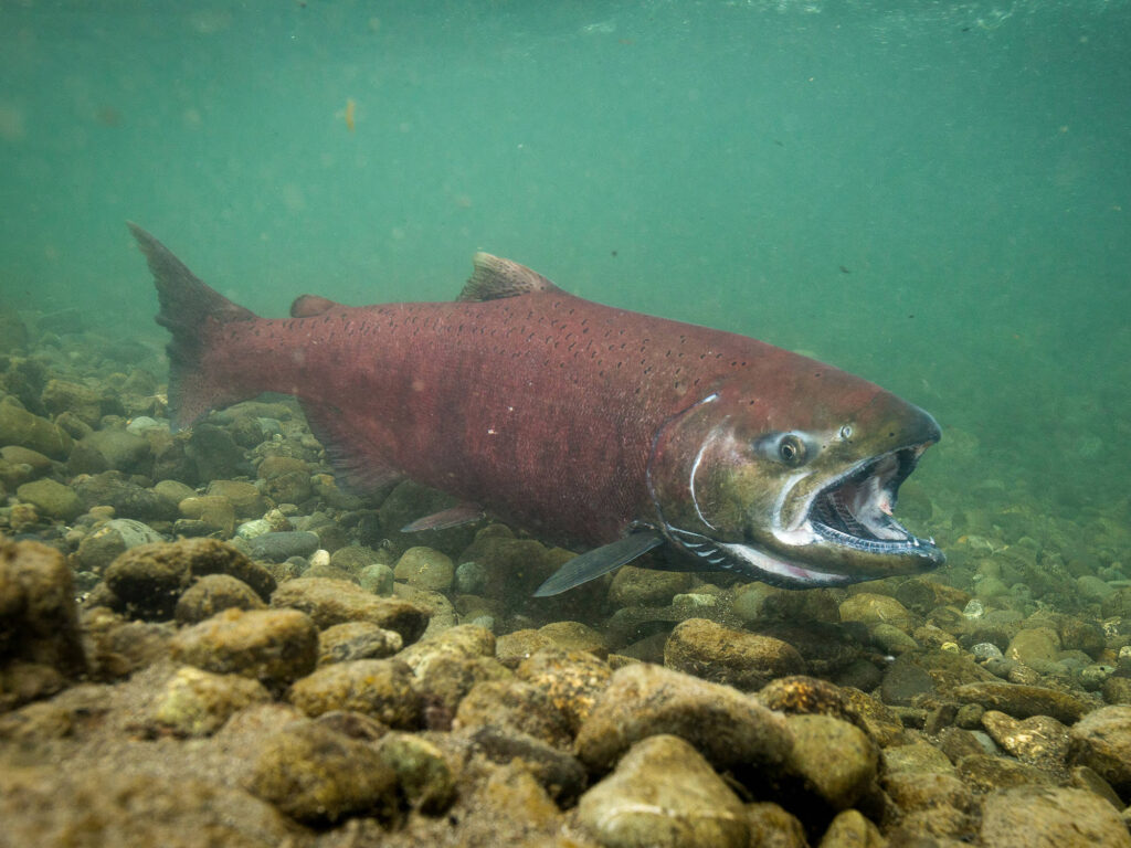 Alaska chinook swimming underwater