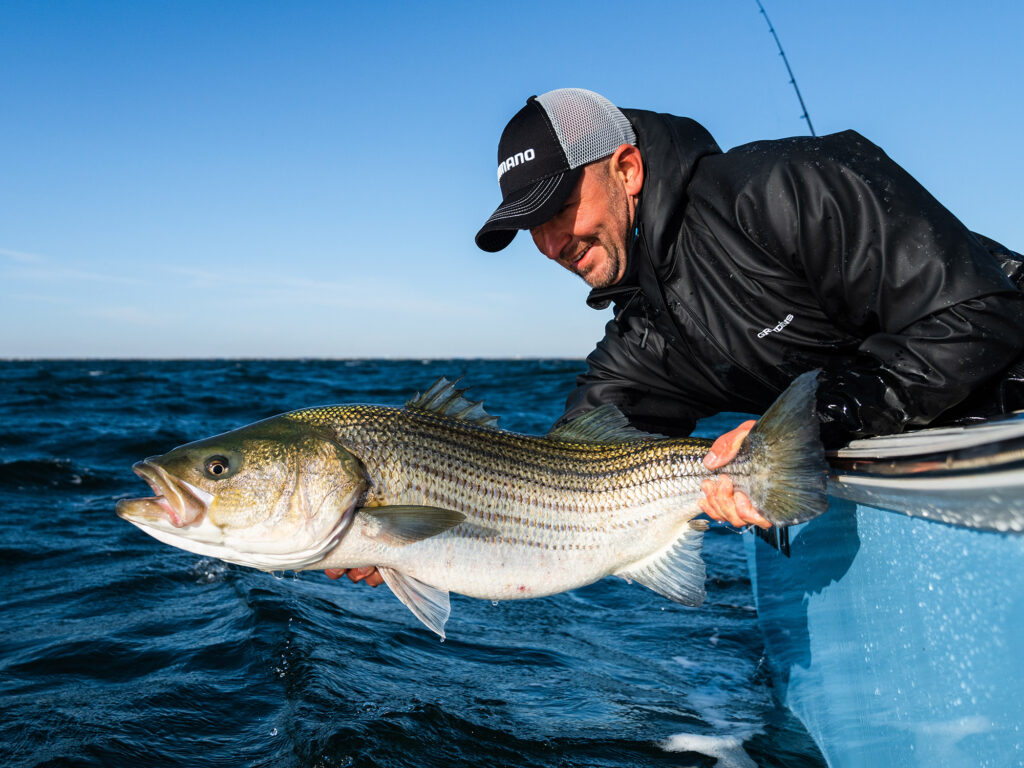 Releasing a striped bass