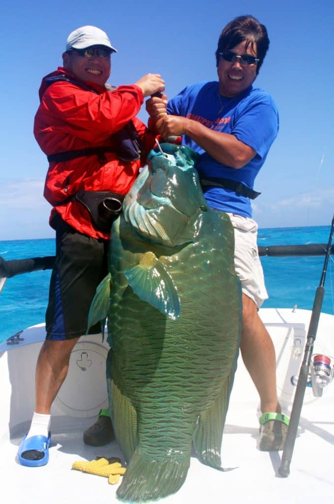 toughest game fish inshore - maori wrasse