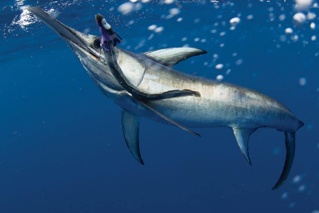 Underwater swordfish hooked on eel fishing bait