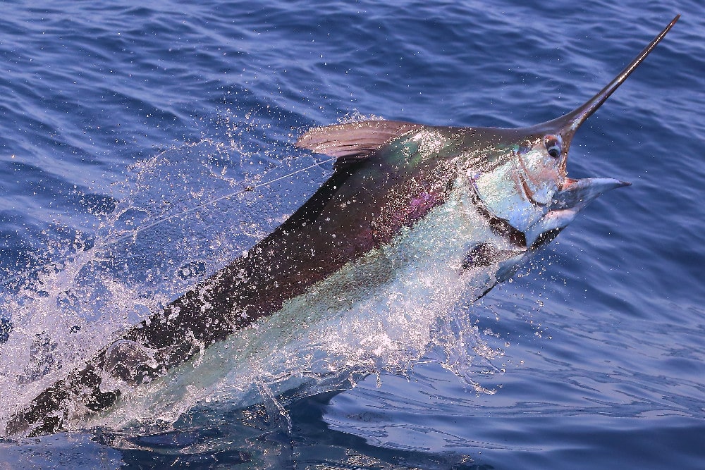 Billfish jumping out of water Gautemala