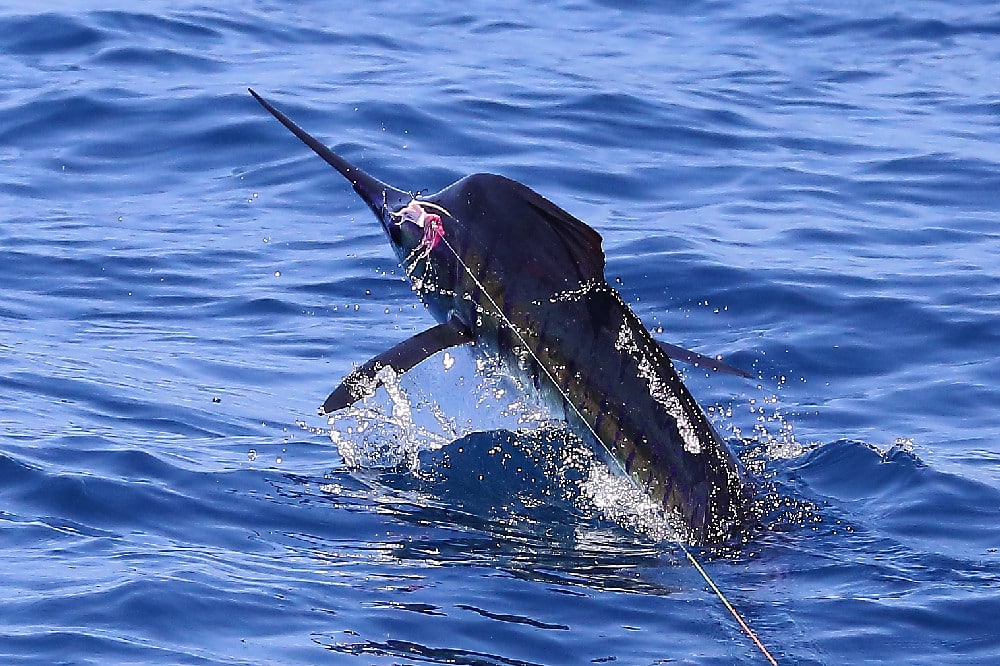 Pacific sailfish jumping Guatemala billfish picture