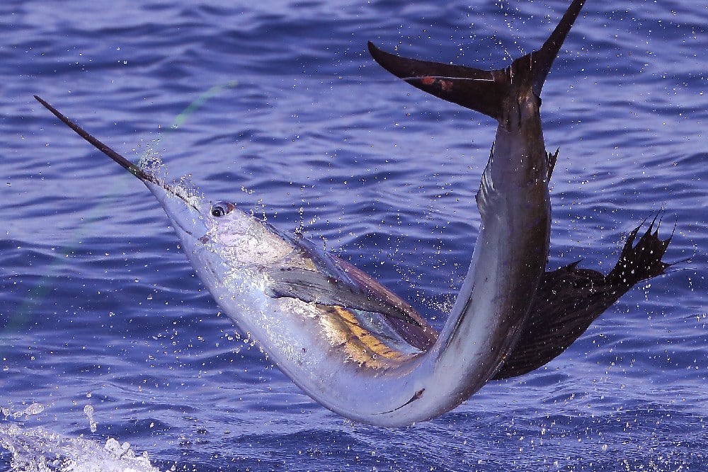 Pacific sailfish jumping Gautemala