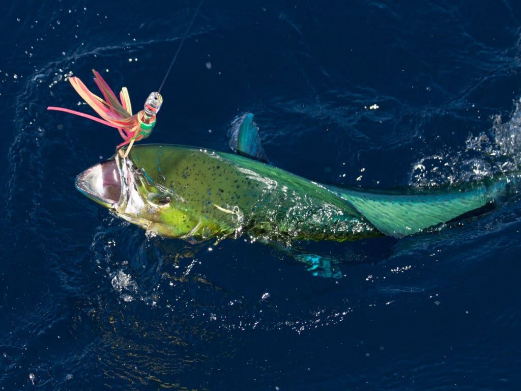 Bull dolphinfish