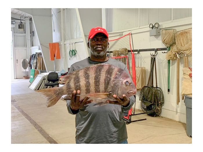 Georgia record sheepshead