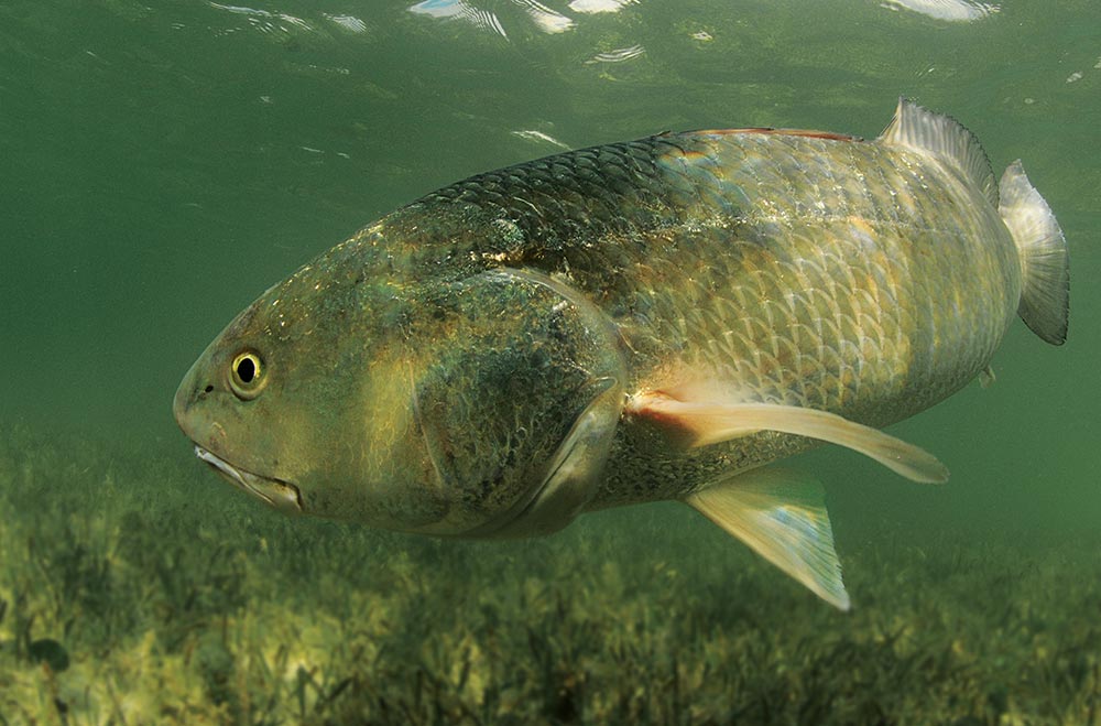 Big redfish in green water