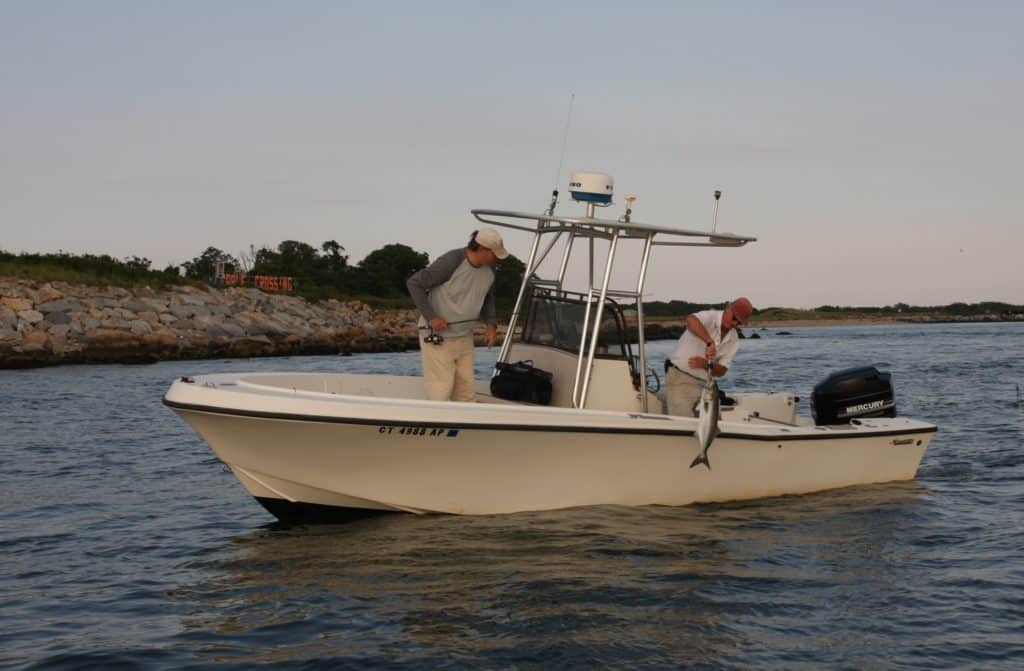 Fishing stripers and blues in Northeast boulder fields - landing a bluefish