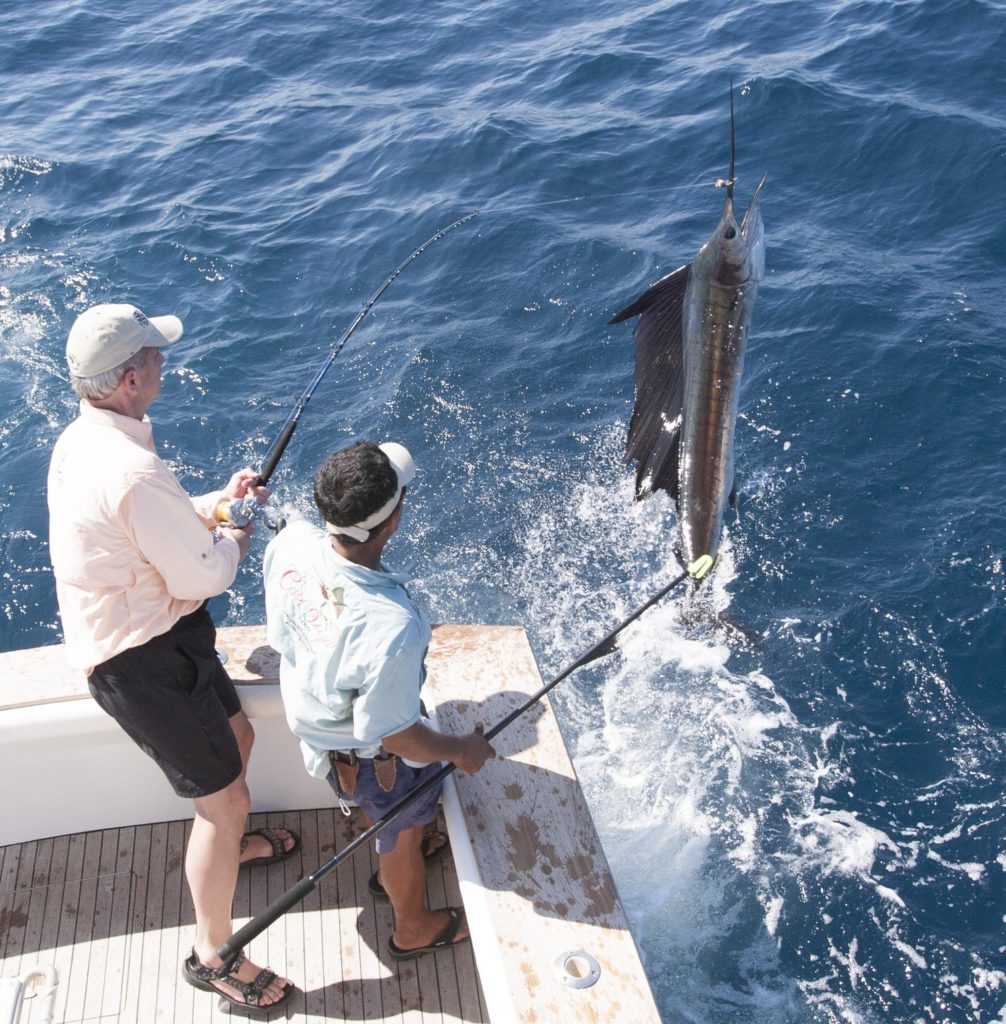 sailfish at boat