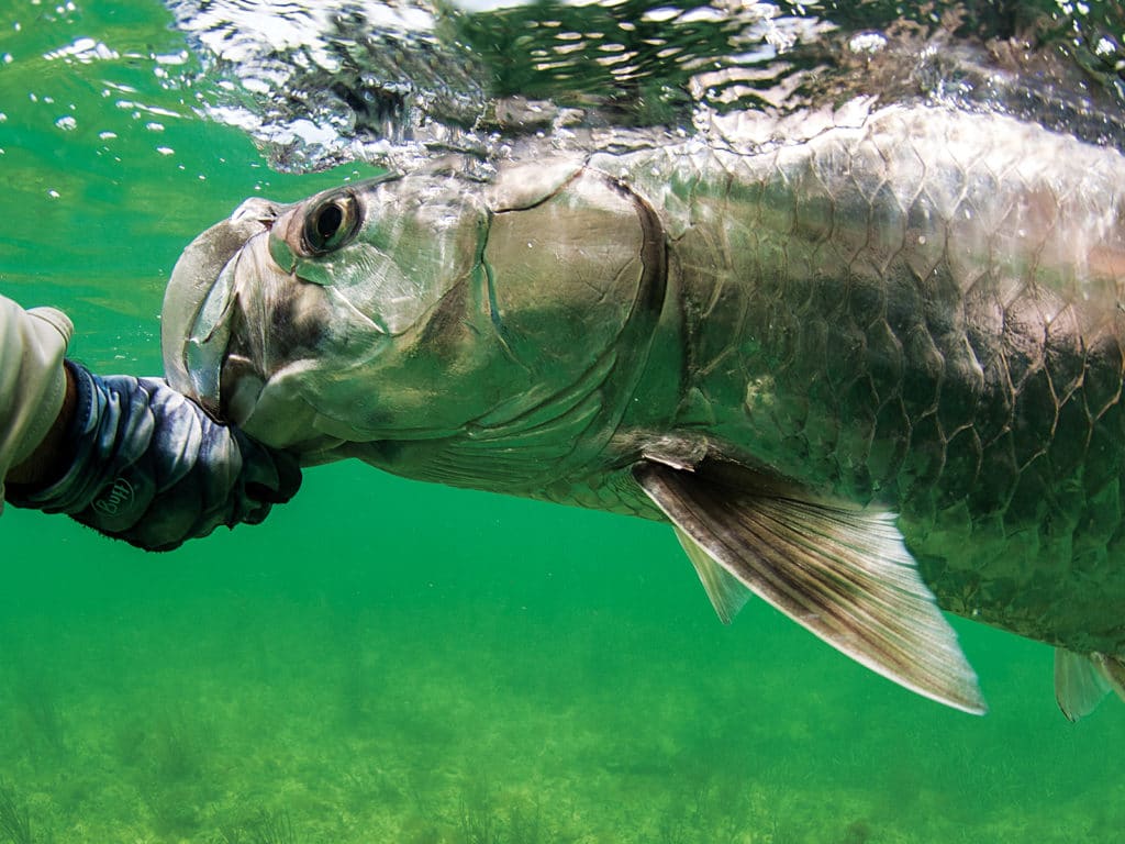 tarpon fishing