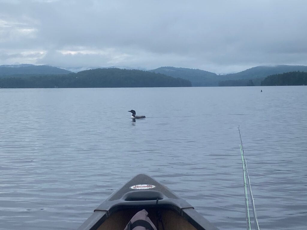 loons on mountain lake