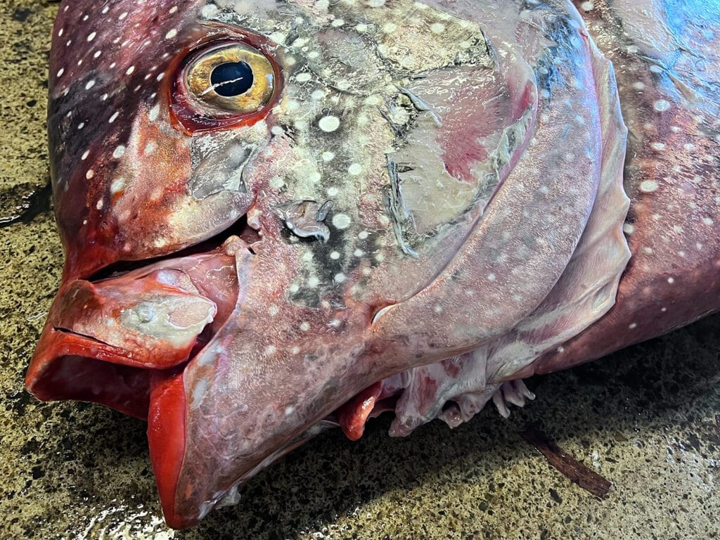 opah caught in California