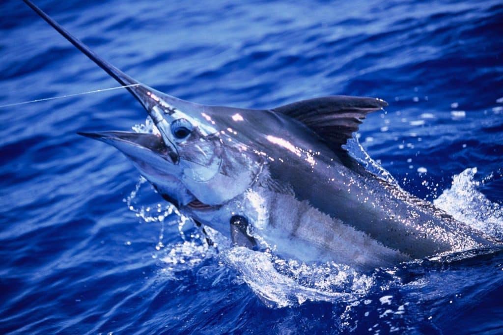 Australia marlin fishing at Port Stephens - blue marlin jumps