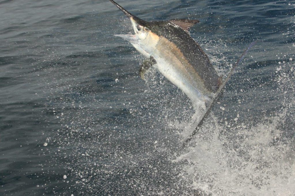 Australia marlin fishing at Port Stephens - leaping black marlin