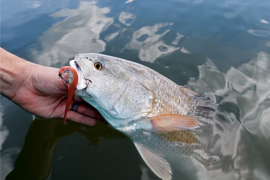 redfish catch in a jerkbait