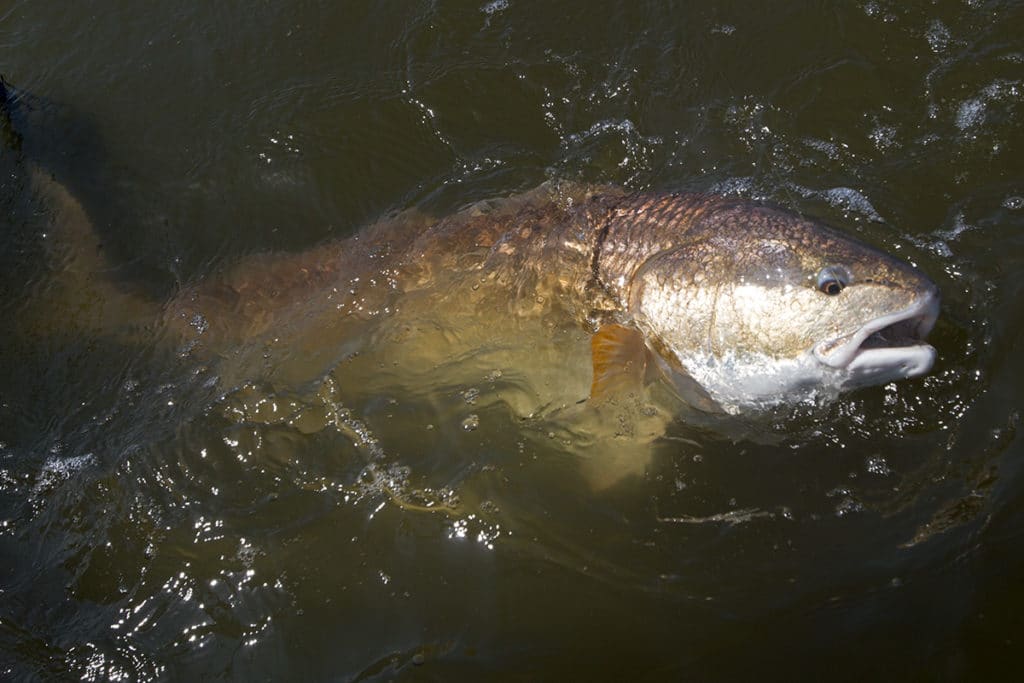 redfish catch at the boat