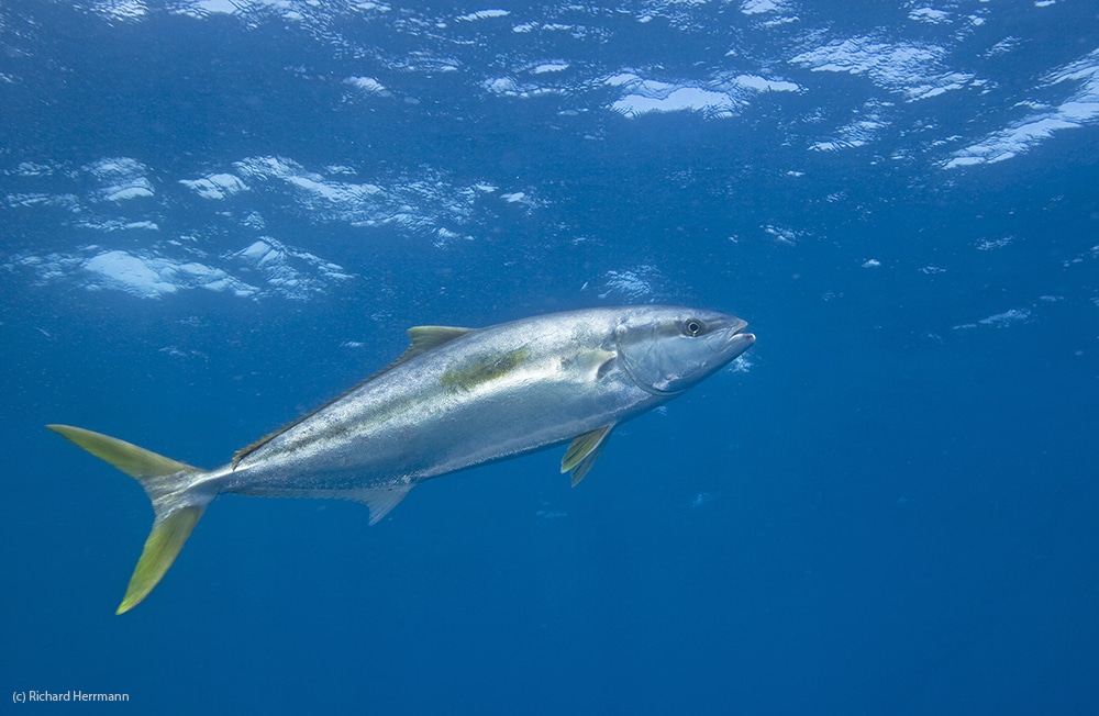 toughest game fish inshore - California yellowtail