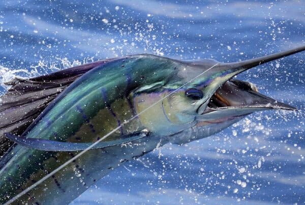 sailfish