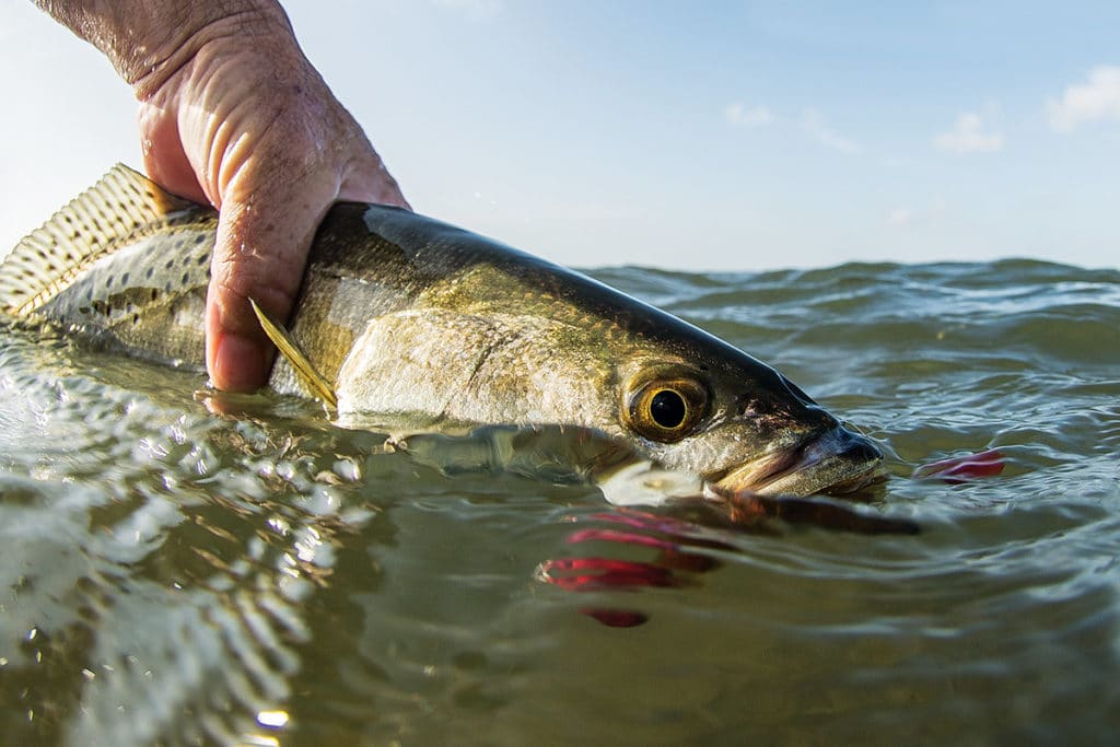 speckled trout catch and release