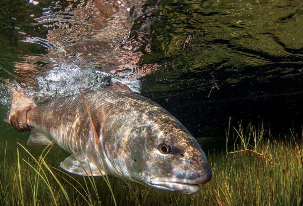 Releasing a redfish